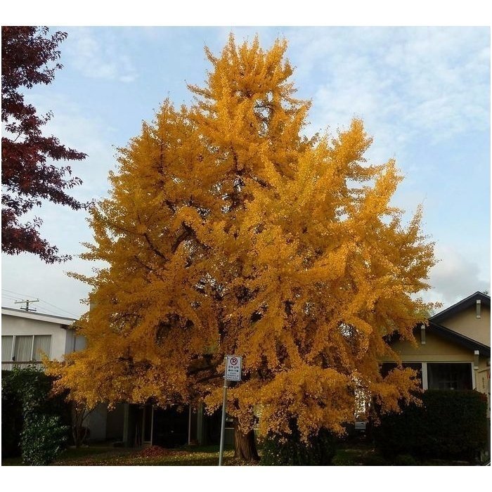 Gingko tree C15 1 Gingko tree C15 1