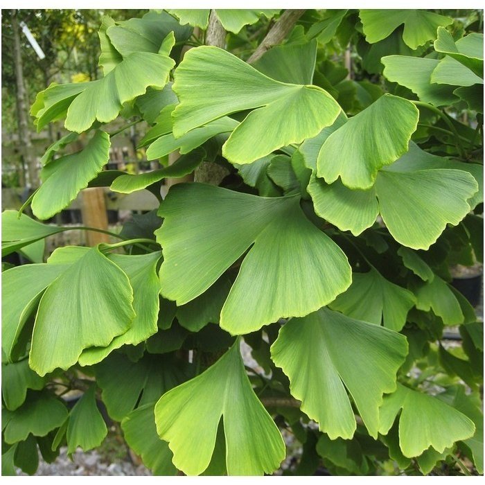 Gingko tree C15