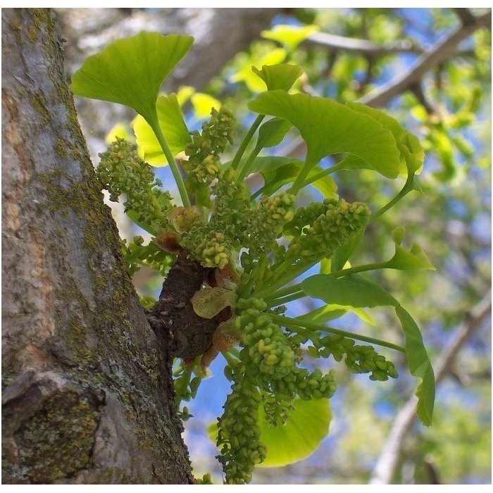 Gingko tree C15 3 Gingko tree C15 3