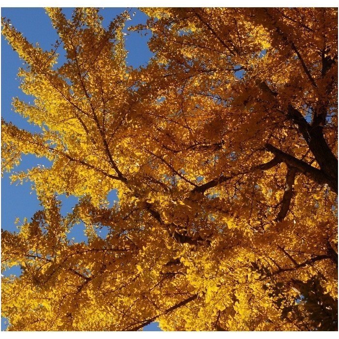 Gingko tree C15 4 Gingko tree C15 4