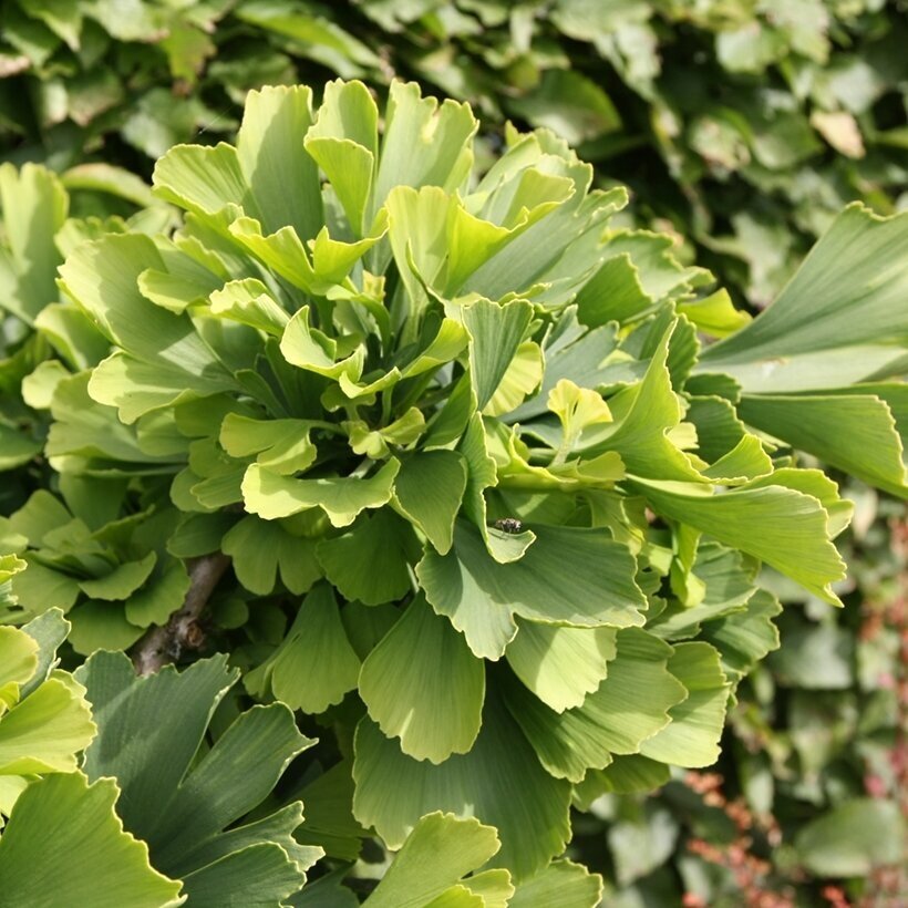 Ginkmedis dviskiautis 'Troll' C2 1 Ginkmedis dviskiautis 'Troll' C2 1