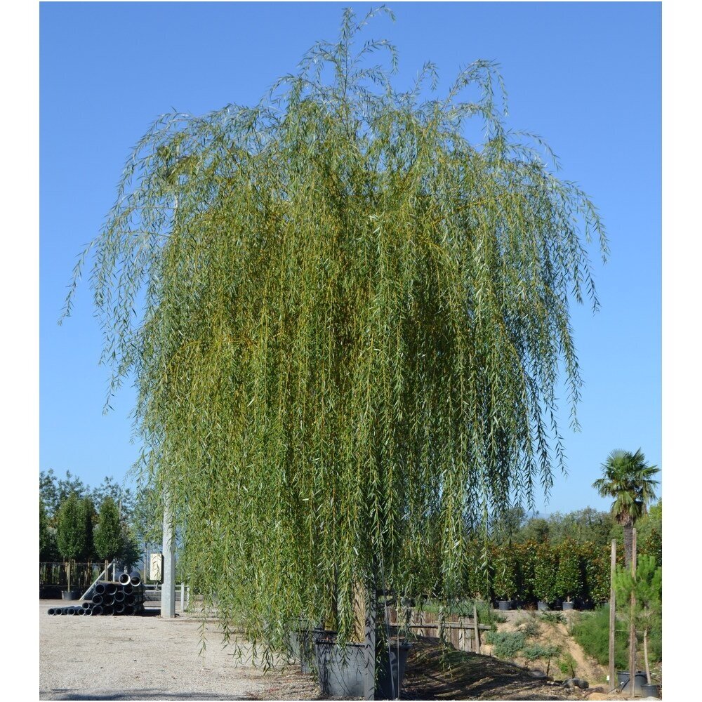 Gluosnis baltasis 'Vitellina Pendula' C30 Gluosnis baltasis 'Vitellina Pendula' C30