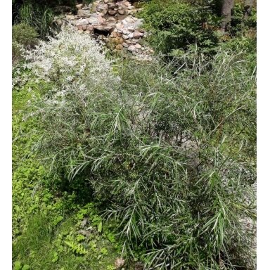 Gluosnis balsvasis 'Angustifolia' C2