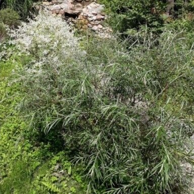 Gluosnis balsvasis 'Angustifolia' C5