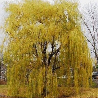Gluosnis baltasis 'Aurea' C5