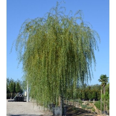 Gluosnis baltasis 'Vitellina Pendula' C30