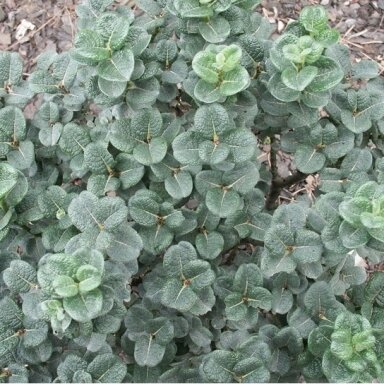 Gluosnis 'Boydii' C5