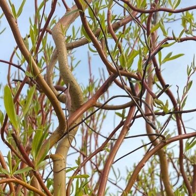 Gluosnis 'Erythroflexuosa' C15