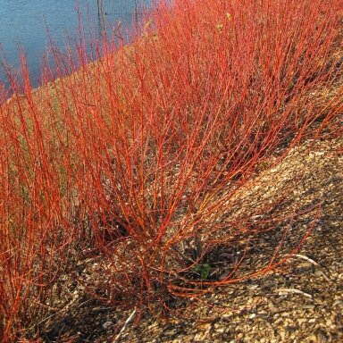 Gluosnis 'Flame' C2