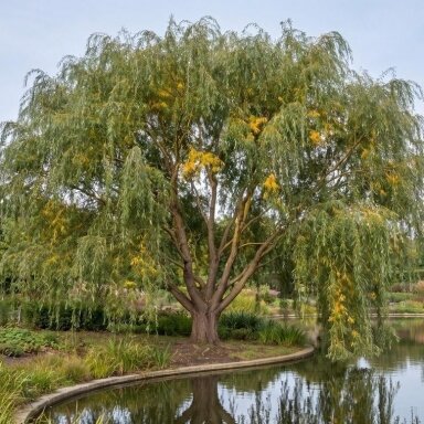 Gluosnis 'Prairie Cascade' C10 Gluosnis 'Prairie Cascade' C10