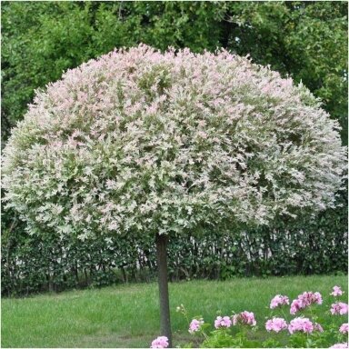 Gluosnis sveikalapis 'Hakuro-nishiki' C10, Pa