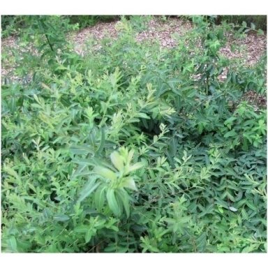 Gluosnis sveikalapis 'Pendula' ne štambinis C2