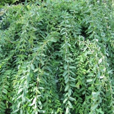 Gluosnis sveikalapis 'Pendula' štambinis C10, Pa