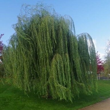 Gluosnis svyruoklinis var. pekinensis 'Pendula' C15