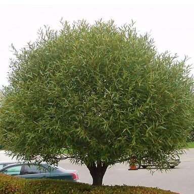 Gluosnis trapusis 'Bullata' C10