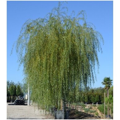 Gluosnis baltasis 'Vitellina Pendula' C30 Gluosnis baltasis 'Vitellina Pendula' C30