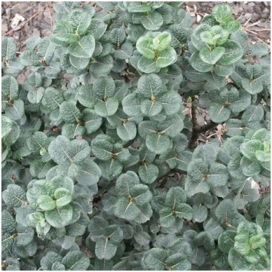 Gluosnis 'Boydii' C5 Gluosnis 'Boydii' C5