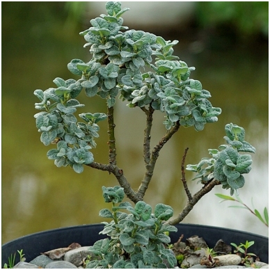 Gluosnis 'Boydii' C5 2 Gluosnis 'Boydii' C5 2