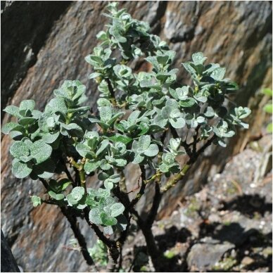 Willow 'Boydii' C2 1
