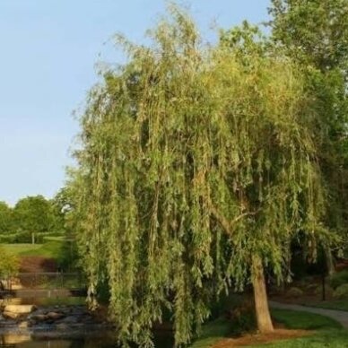 Gluosnis 'Prairie Cascade' C10 1 Gluosnis 'Prairie Cascade' C10 1