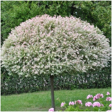 Dappled willow 'Hakuro-nishiki' C10, Pa