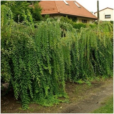 Gluosnis sveikalapis 'Pendula' štambinis C10, Pa 1 Gluosnis sveikalapis 'Pendula' štambinis C10, Pa 1