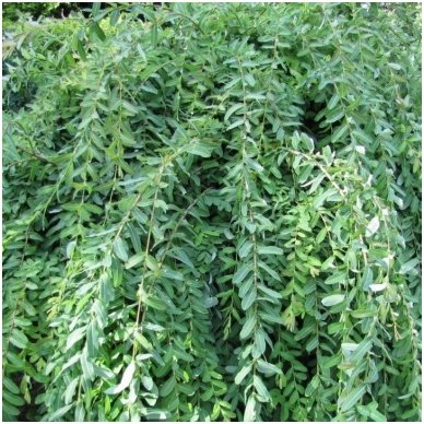 Gluosnis sveikalapis 'Pendula' štambinis C10, Pa Gluosnis sveikalapis 'Pendula' štambinis C10, Pa