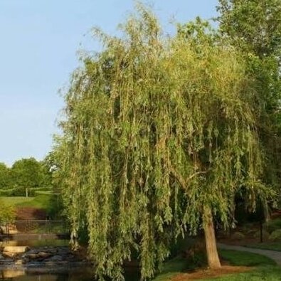 Gluosnis 'Prairie Cascade' C10 1