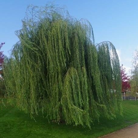 Gluosnis svyruoklinis var. pekinensis 'Pendula' C15 Gluosnis svyruoklinis var. pekinensis 'Pendula' C15