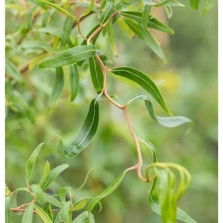 Gluosnis 'Erythroflexuosa' C15 1 Gluosnis 'Erythroflexuosa' C15 1