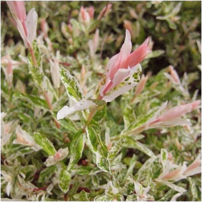 Dappled willow 'Hakuro-nishiki' C10, Pa 1 Dappled willow 'Hakuro-nishiki' C10, Pa 1