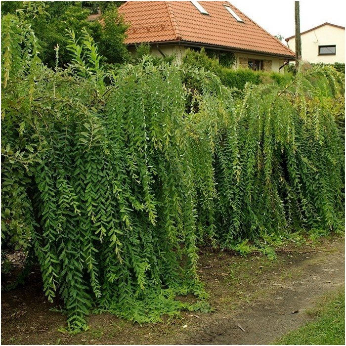 Gluosnis sveikalapis 'Pendula' štambinis C10, Pa 1 Gluosnis sveikalapis 'Pendula' štambinis C10, Pa 1