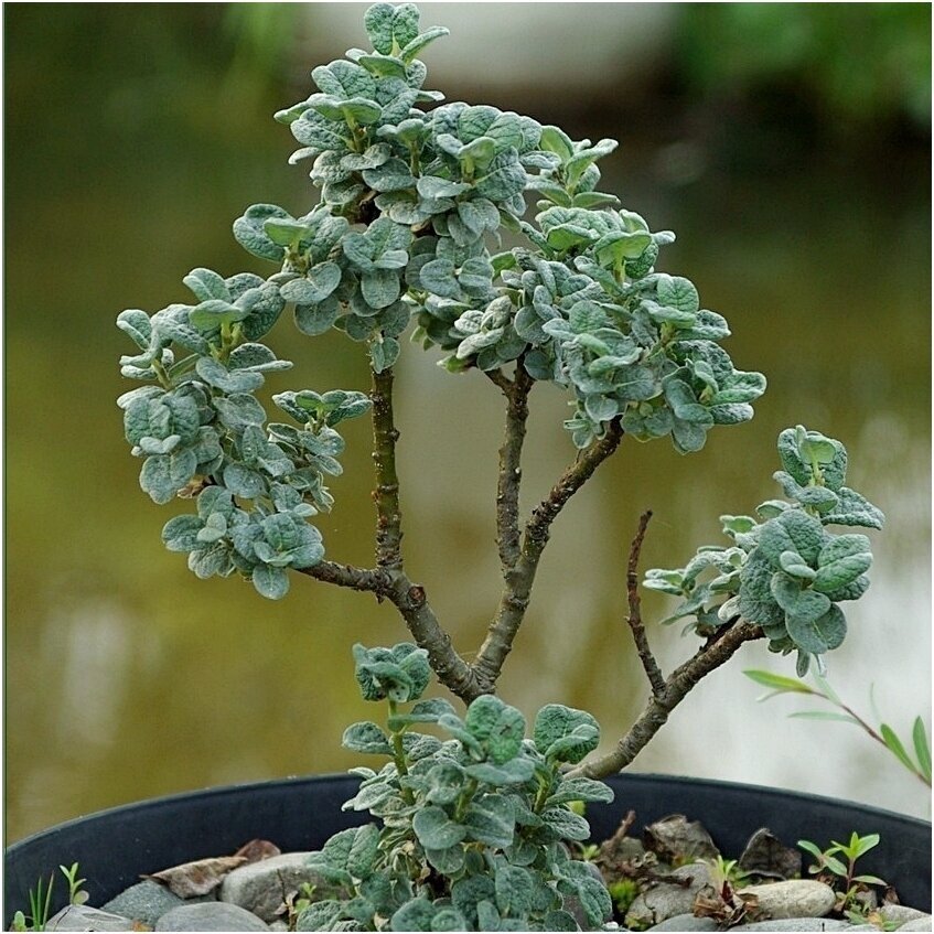 Willow 'Boydii' C2 2