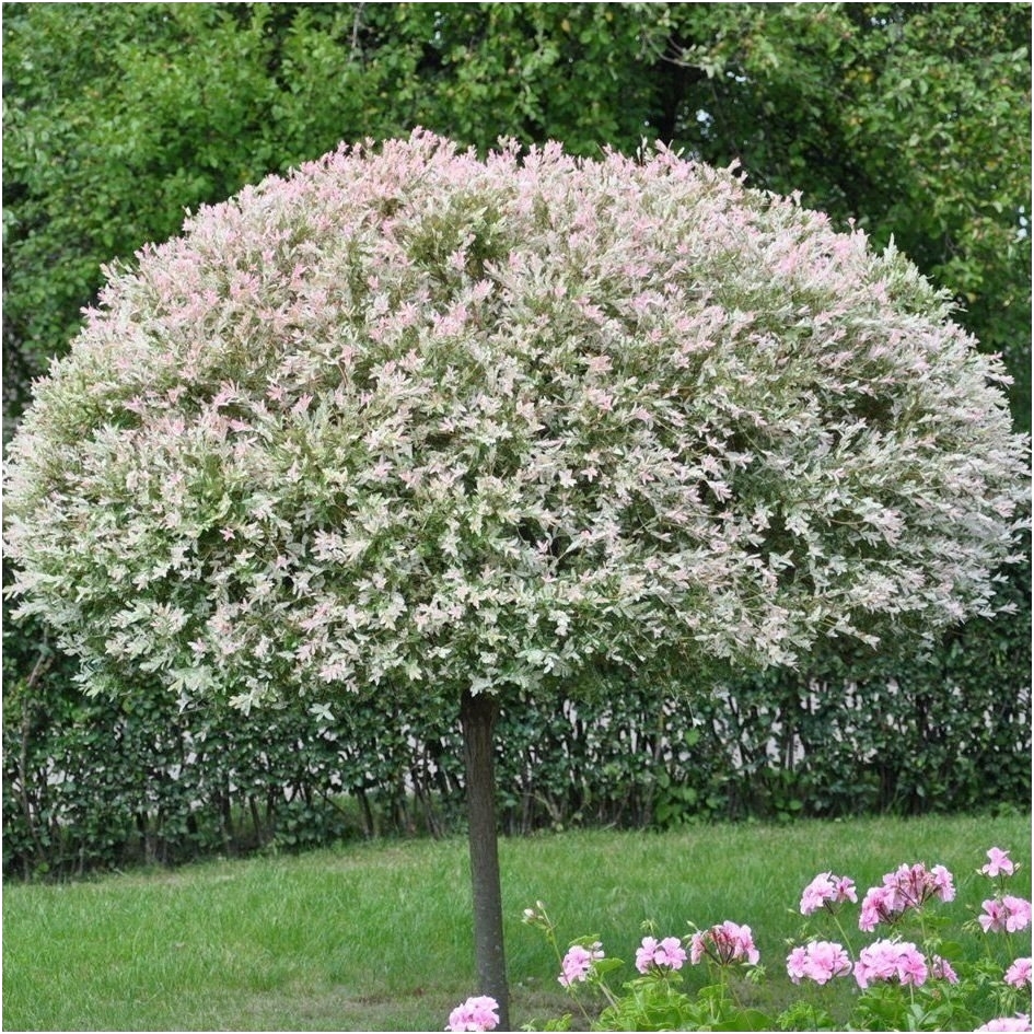 Dappled willow 'Hakuro-nishiki' C10, Pa