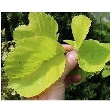 Wych elm 'Aurea' C20 Wych elm 'Aurea' C20