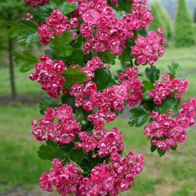 Gudobelė glotnioji (grauželinė) 'Paul's Scarlet' C5
