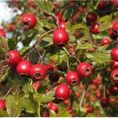 Gudobelė grauželinė 'Bigger Fruit', C10