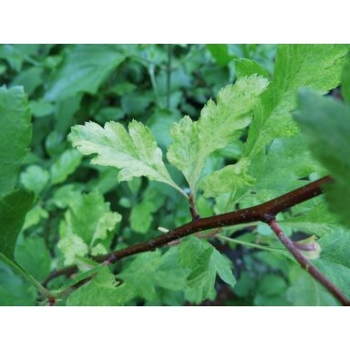 Gudobelė sibirinė 'Variegata', C10