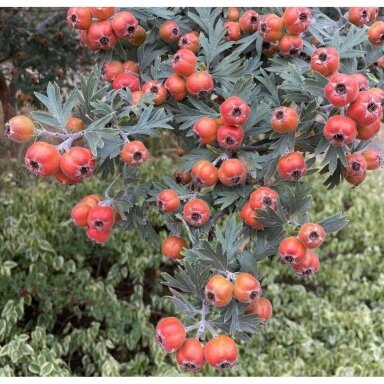 Gudobelė tanacetifolia C20, Pa