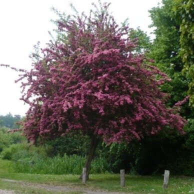 Gudobelė grauželinė 'Crimson Cloud' C5 1