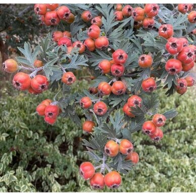 Gudobelė tanacetifolia C20, Pa