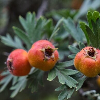 Gudobelė tanacetifolia C20, Pa 1