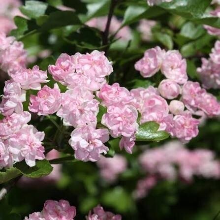 Hawthorn 'Masekii' C5