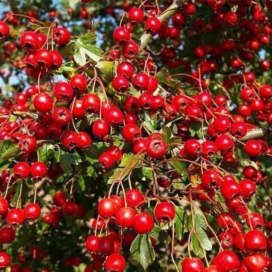 Chinese Hawthorn 'Big Golden Star' C20, Pa 1 Chinese Hawthorn 'Big Golden Star' C20, Pa 1