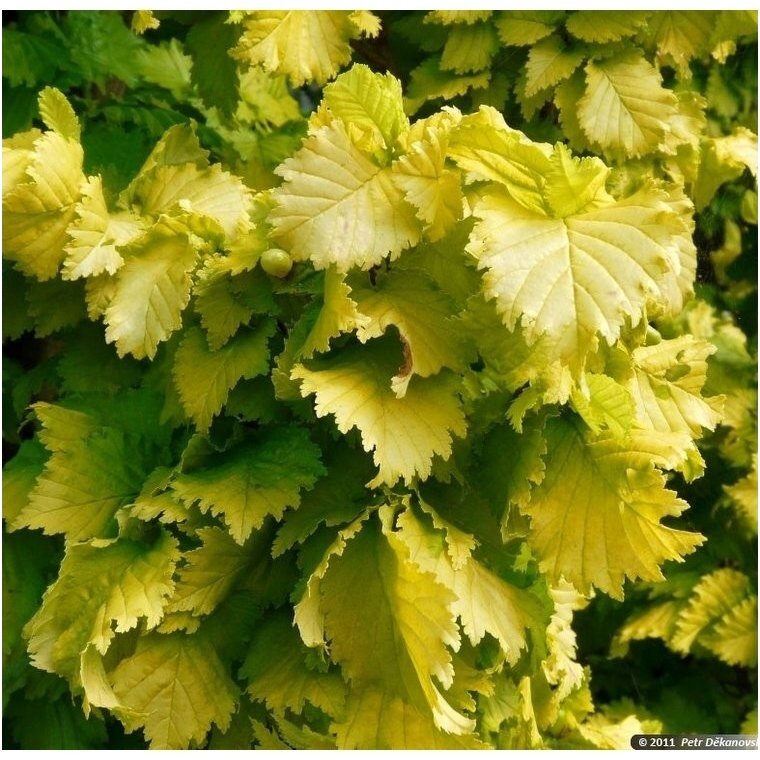 Elm 'Wredei' C20 Elm 'Wredei' C20