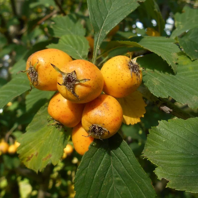 Gudobelė taškuotoji 'Aurea' C5