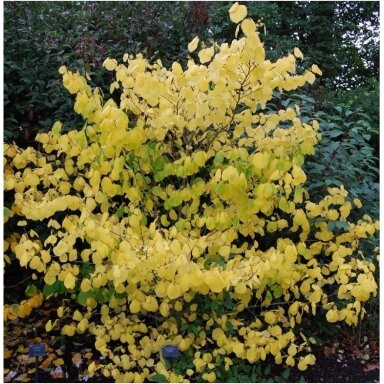 Hamamelis sodinis C10