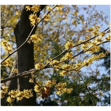 Hamamelis sodinis C10 3