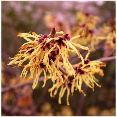 Hamamelis sodinis C10 4
