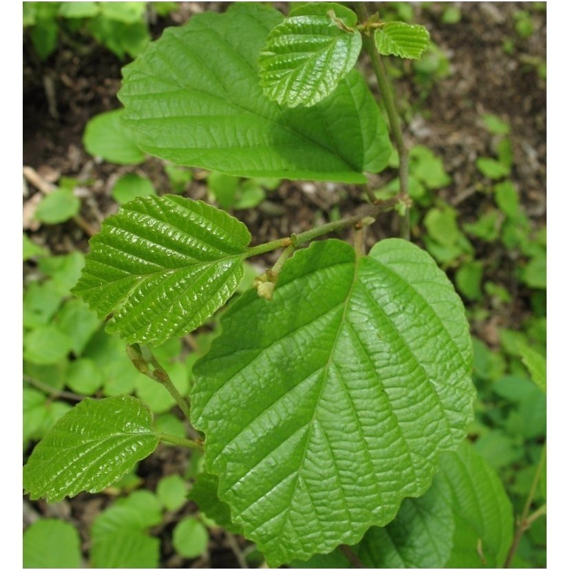 Hamamelis sodinis C10 2